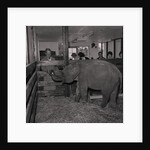 Elephant at Curraghs Wildlife Park by Manx Press Pictures