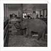 Elephant at Curraghs Wildlife Park by Manx Press Pictures