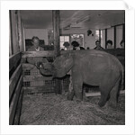 Elephant at Curraghs Wildlife Park by Manx Press Pictures