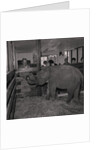 Elephant at Curraghs Wildlife Park by Manx Press Pictures