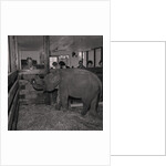 Elephant at Curraghs Wildlife Park by Manx Press Pictures