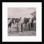 Old Horses Open Day by Manx Press Pictures