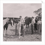 Old Horses Open Day by Manx Press Pictures