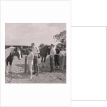Old Horses Open Day by Manx Press Pictures