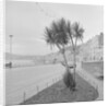 Palm tree at Derby Castle, Douglas by Manx Press Pictures