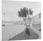 Palm tree at Derby Castle, Douglas by Manx Press Pictures