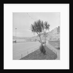 Palm tree at Derby Castle, Douglas by Manx Press Pictures