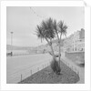 Palm tree at Derby Castle, Douglas by Manx Press Pictures