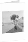 Palm tree at Derby Castle, Douglas by Manx Press Pictures