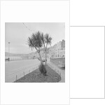 Palm tree at Derby Castle, Douglas by Manx Press Pictures