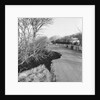 Road collapse on TT Course at Handley's by Manx Press Pictures