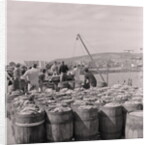 Herring being salted for export by Manx Press Pictures