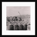 Herring being salted for export by Manx Press Pictures