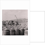 Herring being salted for export by Manx Press Pictures