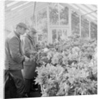 Corporation Nurseries, Ballaughton by Manx Press Pictures