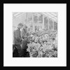 Corporation Nurseries, Ballaughton by Manx Press Pictures