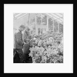 Corporation Nurseries, Ballaughton by Manx Press Pictures