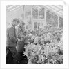 Corporation Nurseries, Ballaughton by Manx Press Pictures
