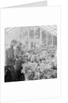 Corporation Nurseries, Ballaughton by Manx Press Pictures