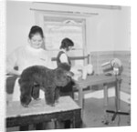 Blacks pet parlour by Manx Press Pictures