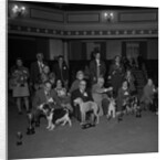 Dog Show, Villa Marina, Douglas by Manx Press Pictures