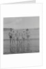 Ramsey Bay Swim by Manx Press Pictures