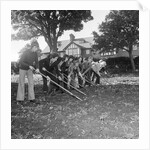 Douglas High School garden nursery by Manx Press Pictures