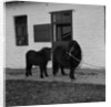 Donkeys at Horses Home, Isle of Man by Manx Press Pictures