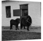 Donkeys at Horses Home, Isle of Man by Manx Press Pictures