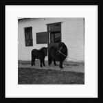 Donkeys at Horses Home, Isle of Man by Manx Press Pictures