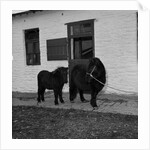 Donkeys at Horses Home, Isle of Man by Manx Press Pictures