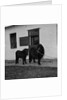 Donkeys at Horses Home, Isle of Man by Manx Press Pictures