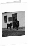 Donkeys at Horses Home, Isle of Man by Manx Press Pictures