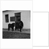 Donkeys at Horses Home, Isle of Man by Manx Press Pictures