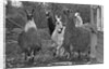 Llamas, Isle of Man Wildlife Park by Manx Press Pictures
