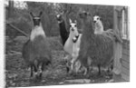 Llamas, Isle of Man Wildlife Park by Manx Press Pictures
