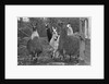Llamas, Isle of Man Wildlife Park by Manx Press Pictures
