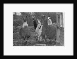Llamas, Isle of Man Wildlife Park by Manx Press Pictures