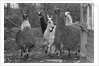 Llamas, Isle of Man Wildlife Park by Manx Press Pictures