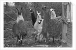 Llamas, Isle of Man Wildlife Park by Manx Press Pictures