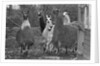 Llamas, Isle of Man Wildlife Park by Manx Press Pictures