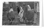 Llamas, Isle of Man Wildlife Park by Manx Press Pictures