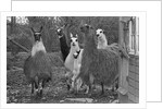 Llamas, Isle of Man Wildlife Park by Manx Press Pictures