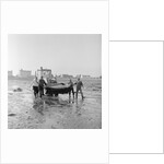 Dolphin rescue, Derbyhaven by Manx Press Pictures