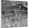 Tree planting, Manx Museum, Douglas by Manx Press Pictures