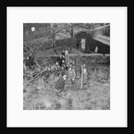 Tree planting, Manx Museum, Douglas by Manx Press Pictures