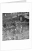 Tree planting, Manx Museum, Douglas by Manx Press Pictures
