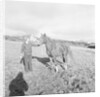 Arab Horses at Laxey and Hillberry by Manx Press Pictures