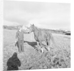 Arab Horses at Laxey and Hillberry by Manx Press Pictures