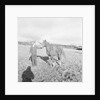 Arab Horses at Laxey and Hillberry by Manx Press Pictures
